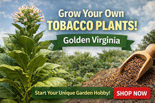 Uk acclimatised   tobacco