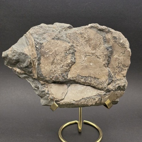 Whitby ichthyosaur bone fossil - whitby,