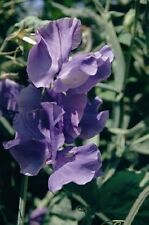 Flower - Sweet Pea - Spencer Type - Blue Velvet - 12 Seeds