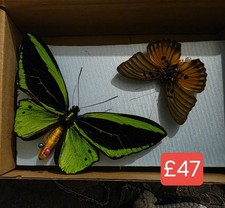 Box 5 Specimen Moth Entomology