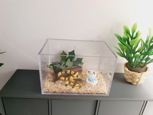 Snake enclosure scale - snake,