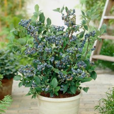 Fruit Plant, Blueberry Bush Late Season, Patio Friendly, Supplied in 3L Pot
