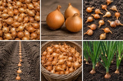 Autumn planting onion - autumn,