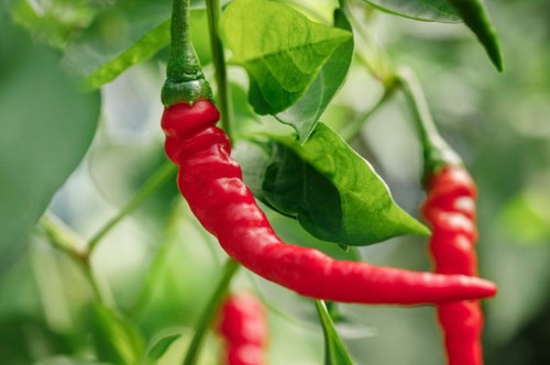Chilli plant cayenne - chilli,