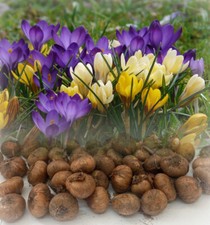 1-1000 CROCUS BULBS MIXED SPECIE (BOTANICAL) EARLY HARDY GARDEN SPRING PERENNIAL