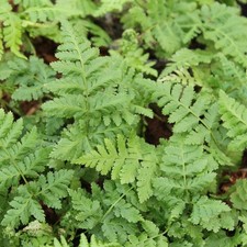 Broad Buckler Fern -