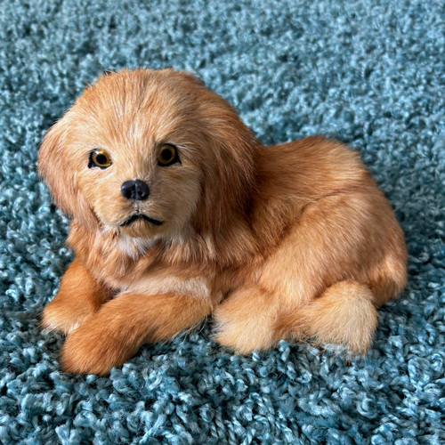 Real golden retriever cockapoo - real,