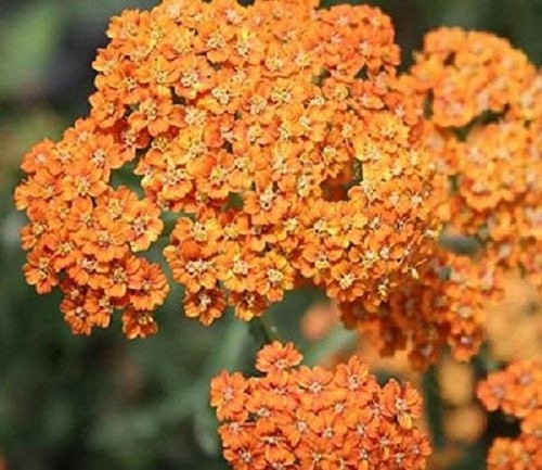 Achillea millefolium - achillea,