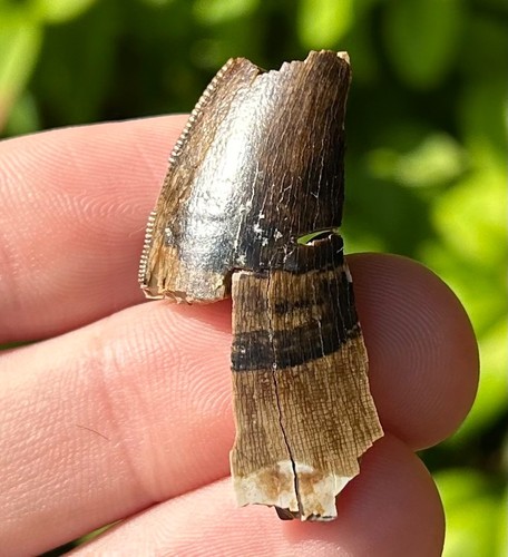 Rex tooth fossil - t-rex,
