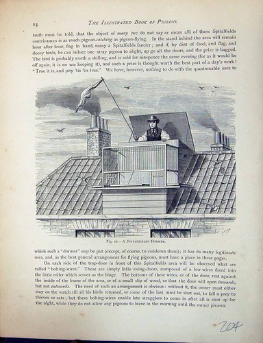 Antique old print birds fulton - old,