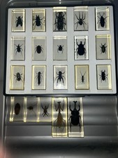 20x Taxidermy National