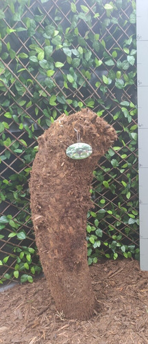 Dicksonia antarctica 4ft
