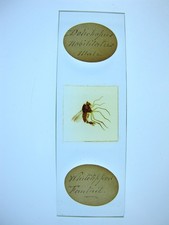 Antique microscope slide.   Male White tipped Fantail Fly.