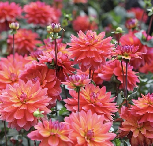 Dahlia firepot plant pot - firepot,