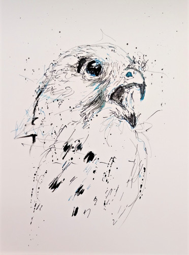 Original falcon scribble - scribble, ink
