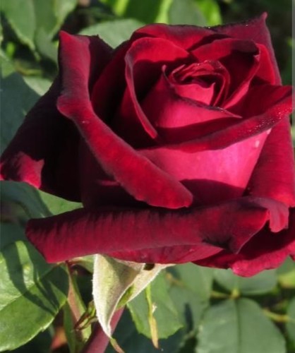 Deep secret rose - deep,