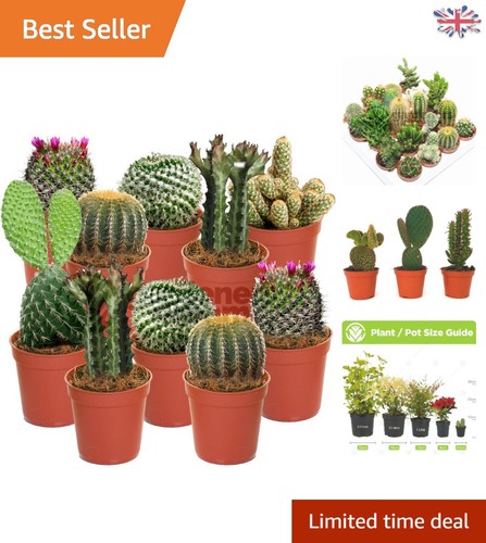 Gmo free 10x - 10x, cactus