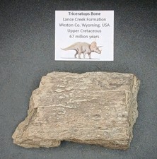 Fossil Triceratops Dinosaur