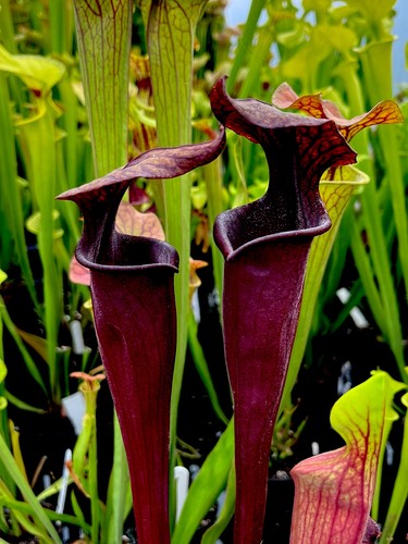 Sarracenia roy cheek - sarracenia,