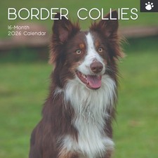 Border Collie Dog  "12  x 12" Square Wall Calendar 2026