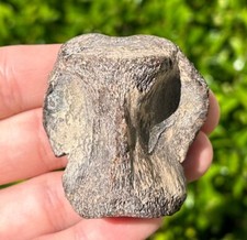 Smilodon Saber Cat Vertebrae