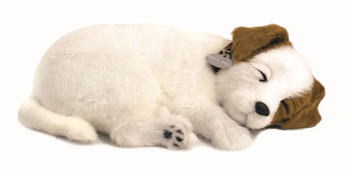Jack russell precious petzzz - jack,