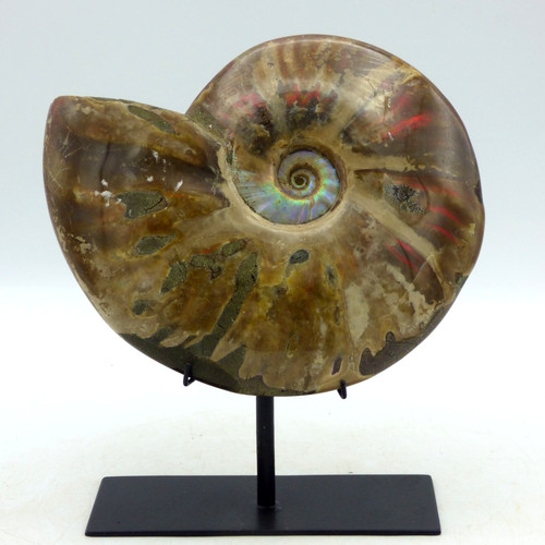 Large fossil ammonite - fire, red