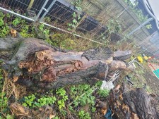 Live Edge Hardwood Tree Trunks