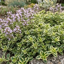 Creeping thyme highland cream - thyme,