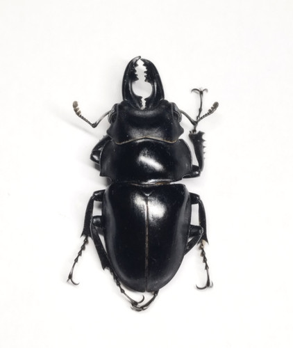 Lucanidae odontoyranus - lucanidae,