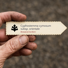 Cyphostemma cymosum subsp