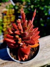Crassula Benjamin | Red succulent plant in pot