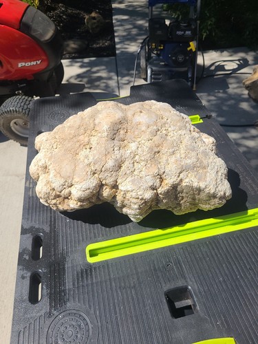 58lb massive large - large, giant