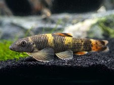 Panda garra - panda, flavatra)