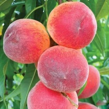 Red Haven Peach Tree 2ft Tall