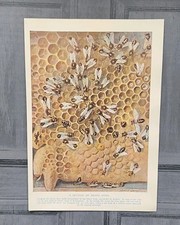 Vintage 1930s Honeycomb Queen Bee Hives Bees Hive Book Print Picture Lithograph