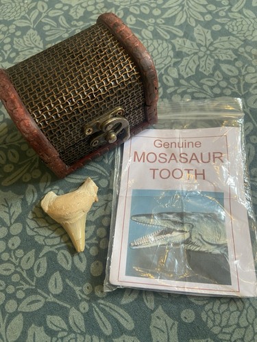 Genuine mosasaur dinosaur - genuine,