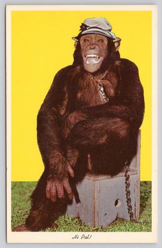 Vintage pal chimpanzee - vintage,