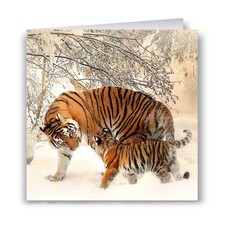 Siberian Tiger & Cub Christmas