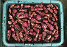 Jerusalem Artichoke Tubers 5x