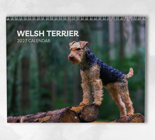 Welsh terrier calendar 2027 - terrier,