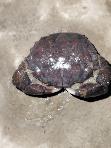Natural crab fossils from