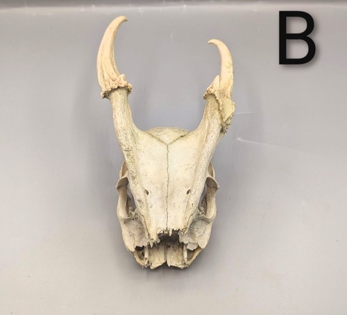 Muntjac skull deer - skull,,