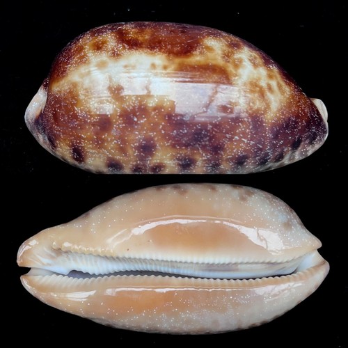 Cowrie testudinaria turtle - cowrie,