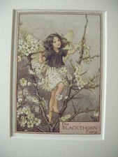 Vintage Flower Fairies & Mount