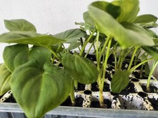 2 ARUM LILY PLUG PLANTS