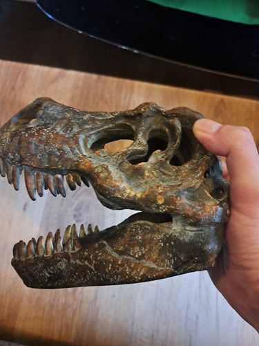 Dinosaur head rex - dinosaur, head-