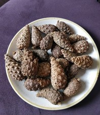pack of 20 fresh UK native