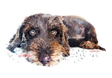 Chocolate Wirehaired Dachshund " Print Watercolour, Chocolate Wirehaired Doxie