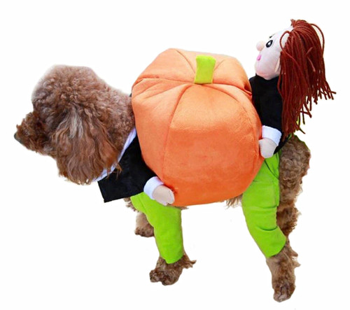 Halloween pumpkin dog - dog, costume